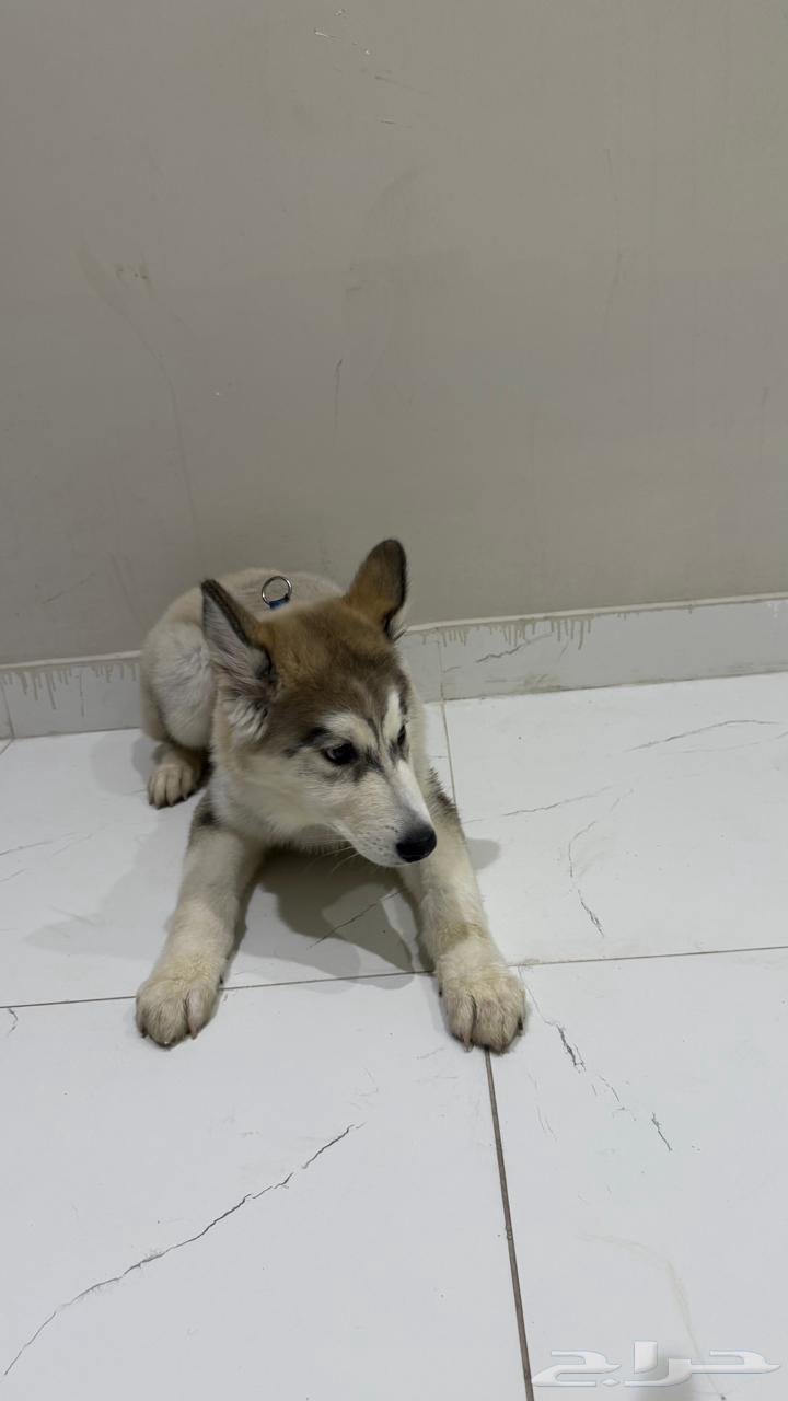 كلب64422694338179113