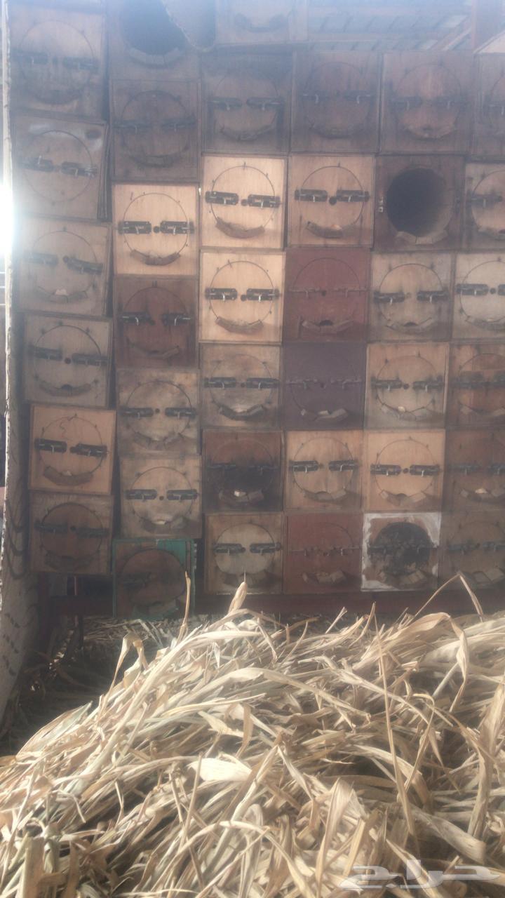 نحل للبيع64421879289475111