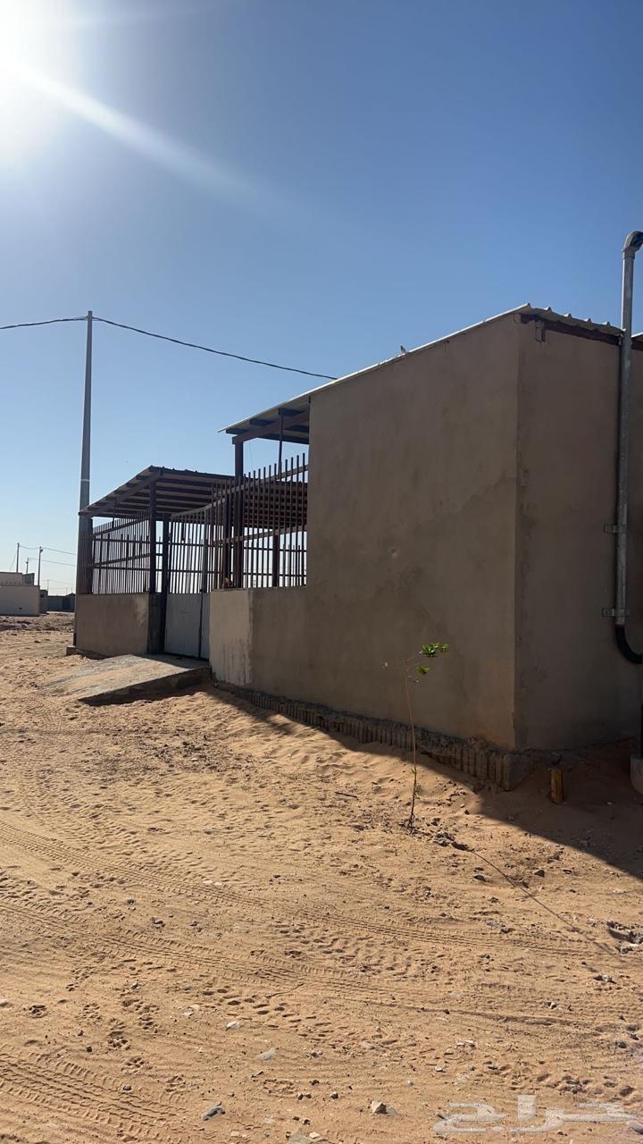 لللبيع شبك غنم جاهز في سوق البل وادي الدواسر64421906348291114