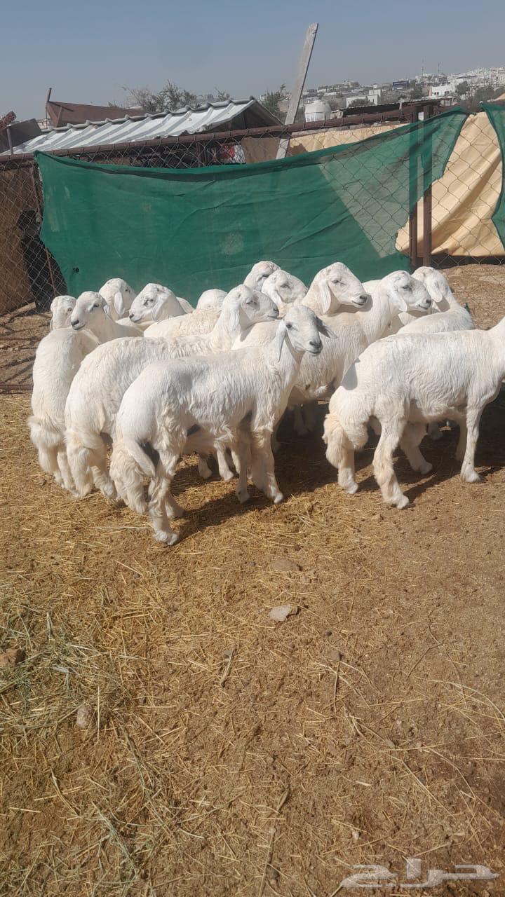 خرفان جبره وطيبه السعر من 1500 الى180064422218911745110