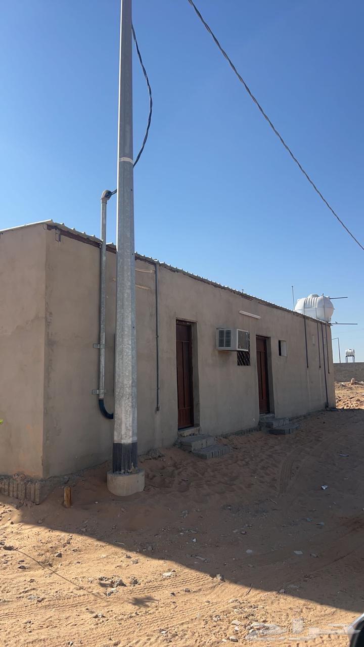 لللبيع شبك غنم جاهز في سوق البل وادي الدواسر64421906348291113