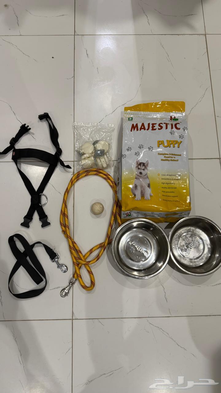 كلب64422694338179114