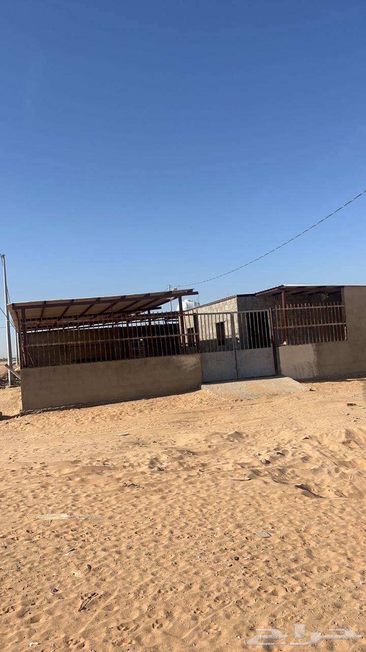 لللبيع شبك غنم جاهز في سوق البل وادي الدواسر64421906348291110