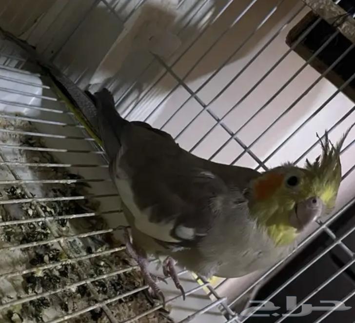 انثى كروان منتجه64420229492866110