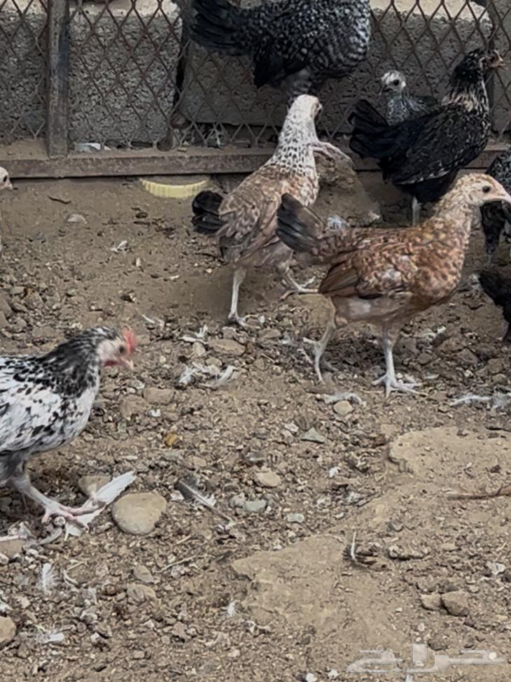 صيصان64422517041793110