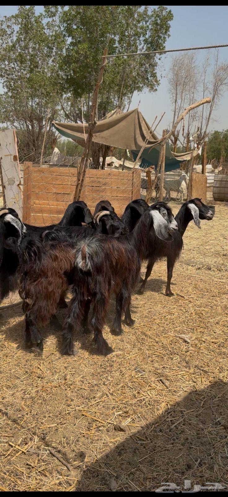 تم البيع64422259820033111