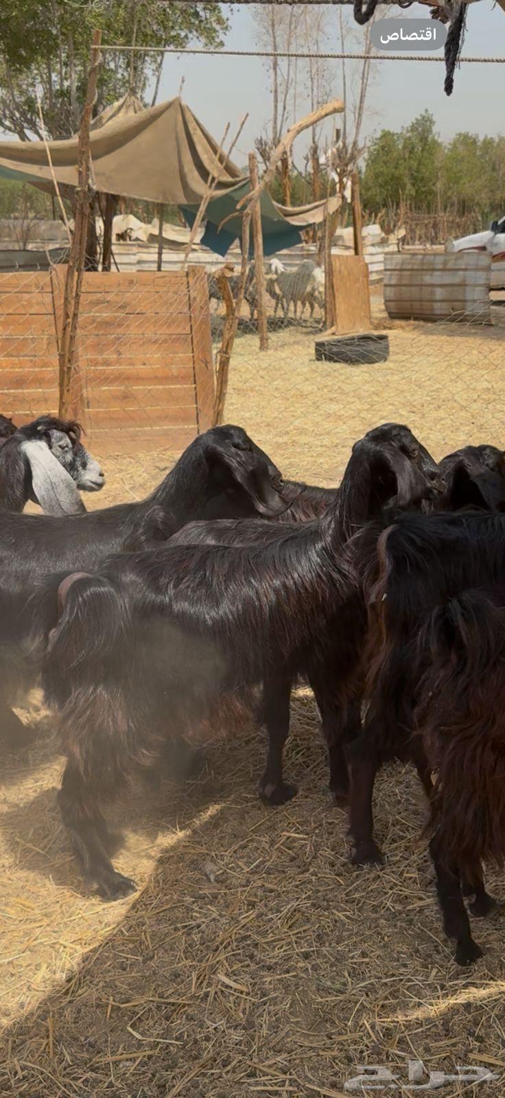 تم البيع64422259820033113