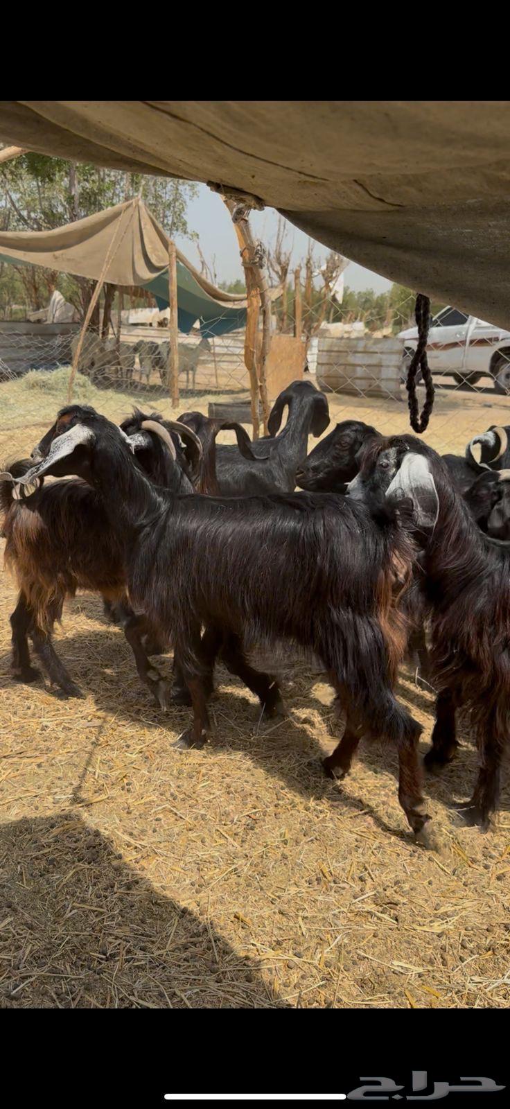 تم البيع64422259820033110