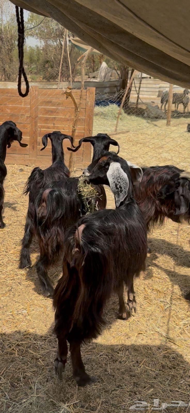 تم البيع64422259820033112