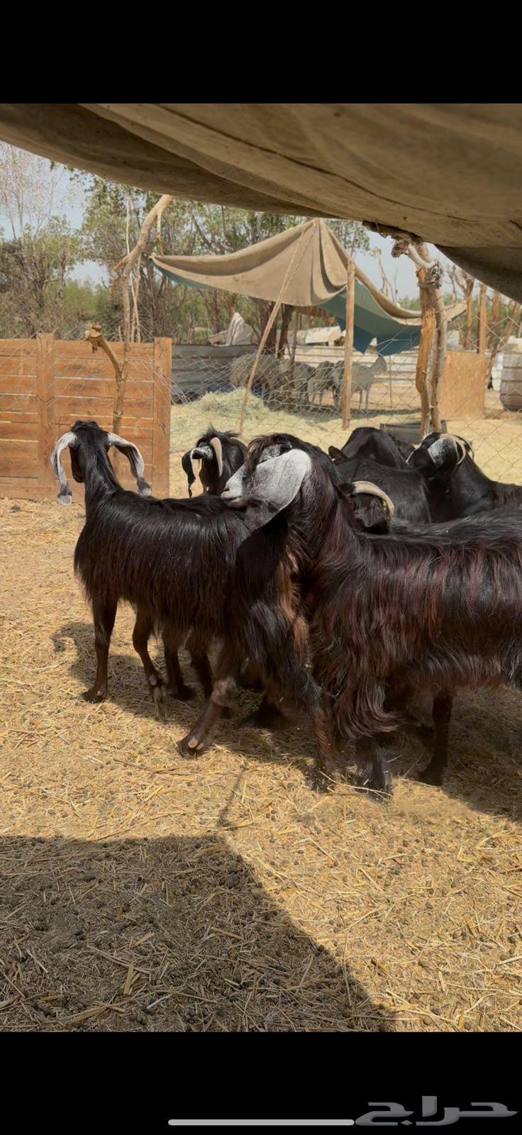 تم البيع64422259820033114