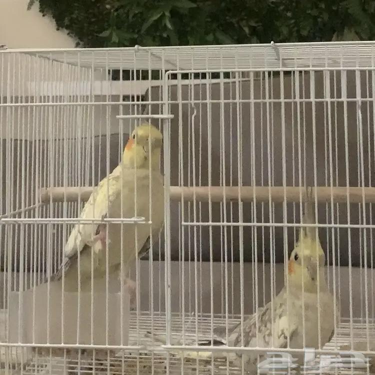 Crows64424842623875111