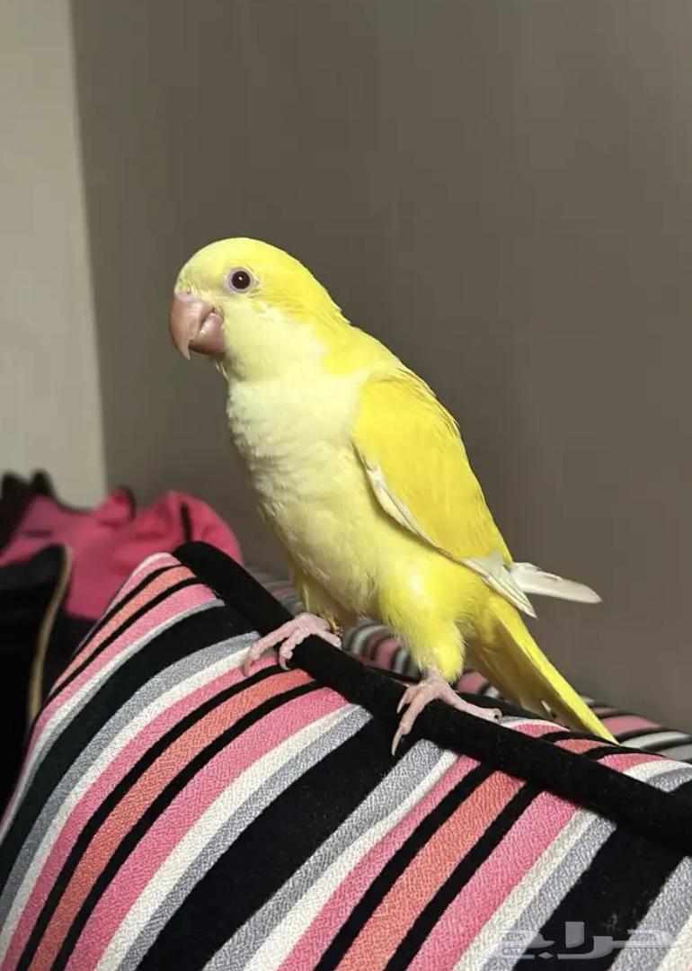 Quaker pair, gentle talking product, threatened64420918836481110