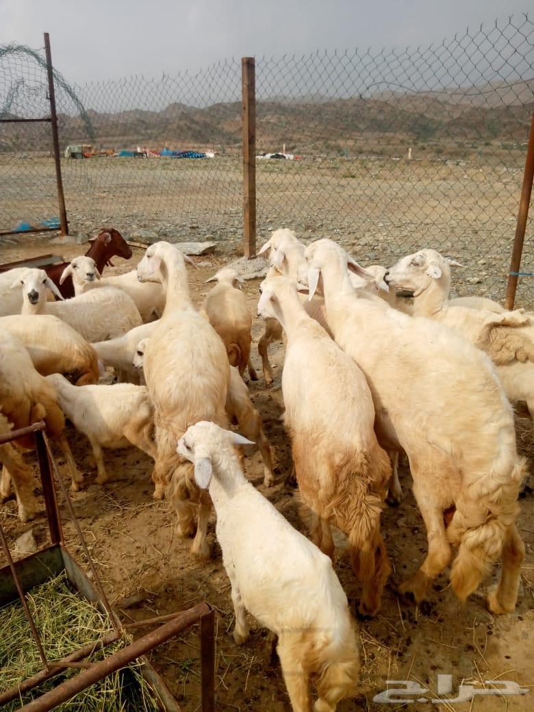 ضان حريات للبيع عددها 1064423435415171111