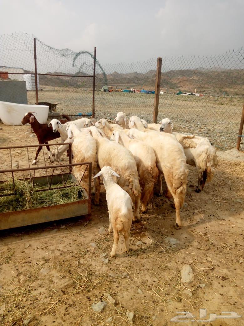 ضان حريات للبيع عددها 1064423435415171110