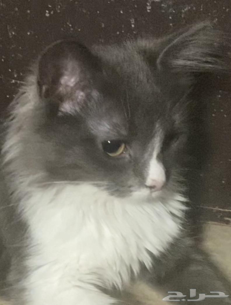 قطتين صغار للبيع مع بعض64424119171969114