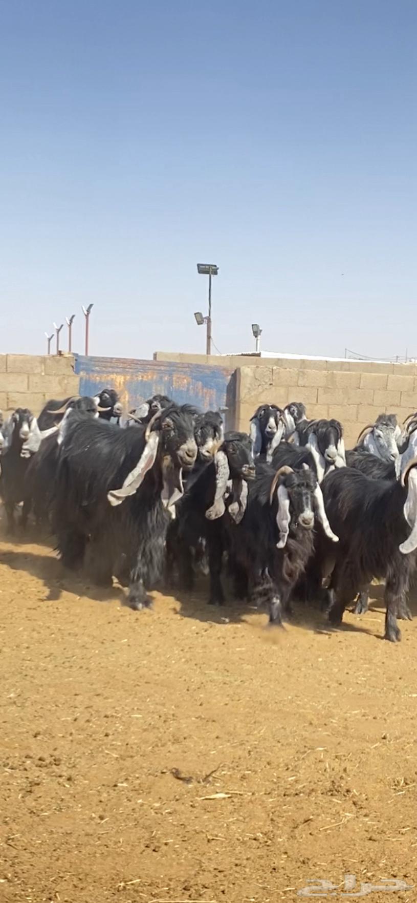 Goats for sale of a specific breed64423730240515112