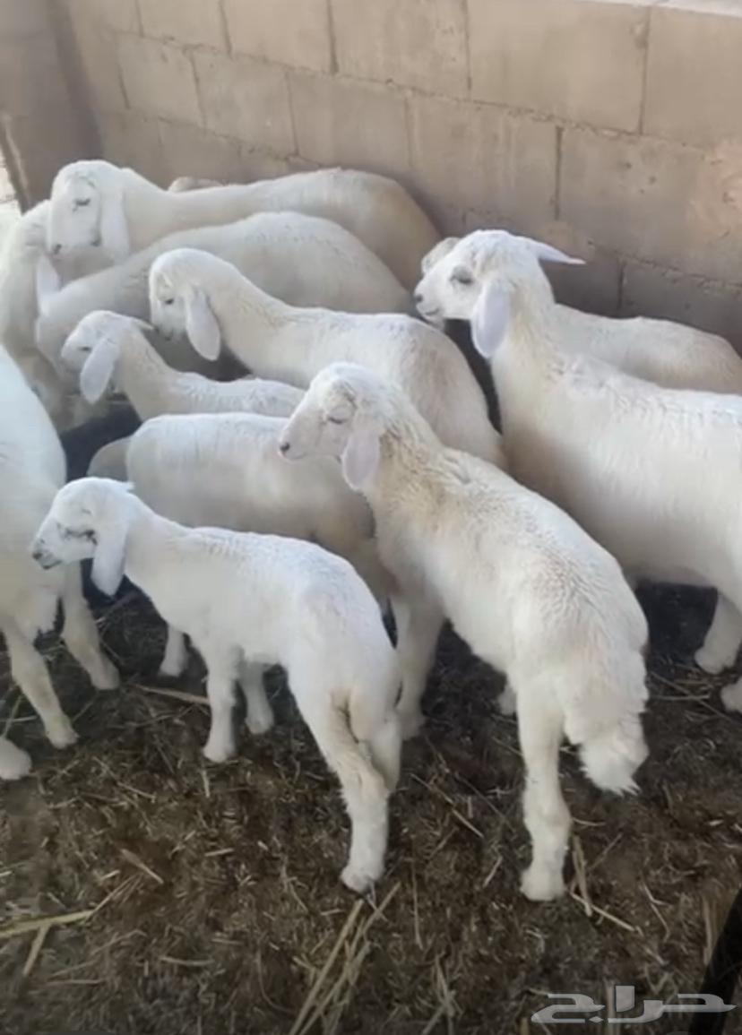 طليان للبيع مصلوخ جاهز موصل اللي باب البيت وسعار مناسبة جدا64424172498305110