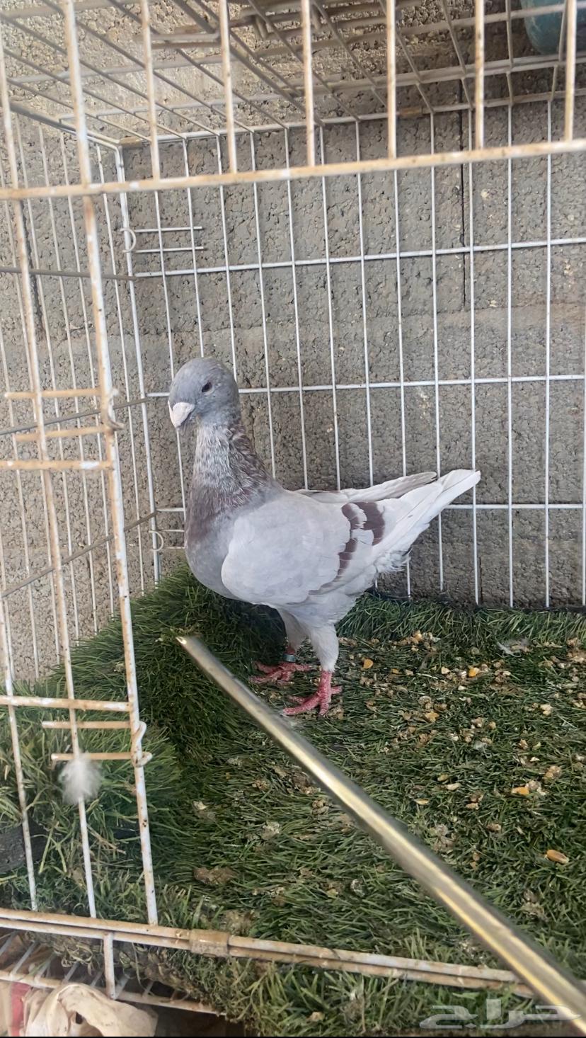 انثى هومر64423689758849110