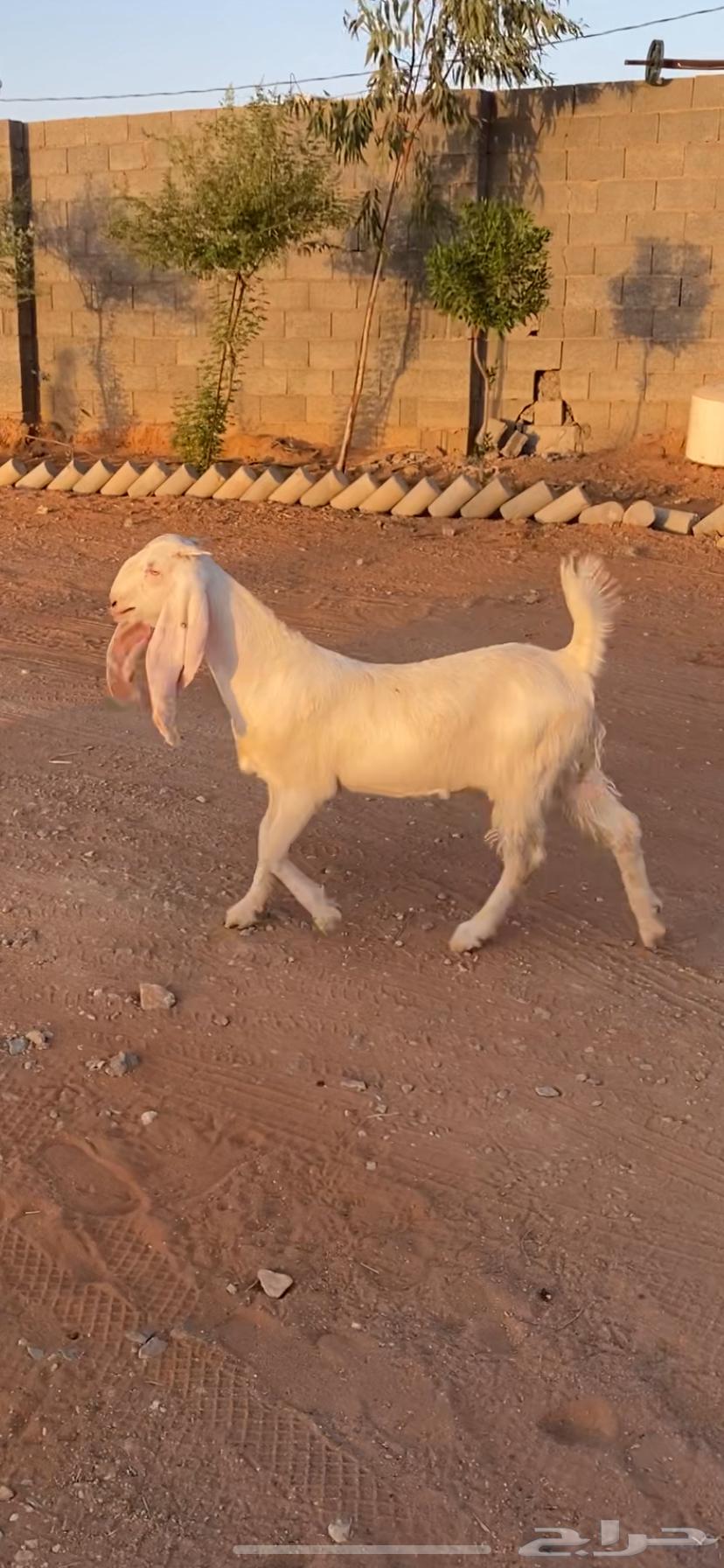 جفره مقنوي طيبه تم البيع64421026676994110