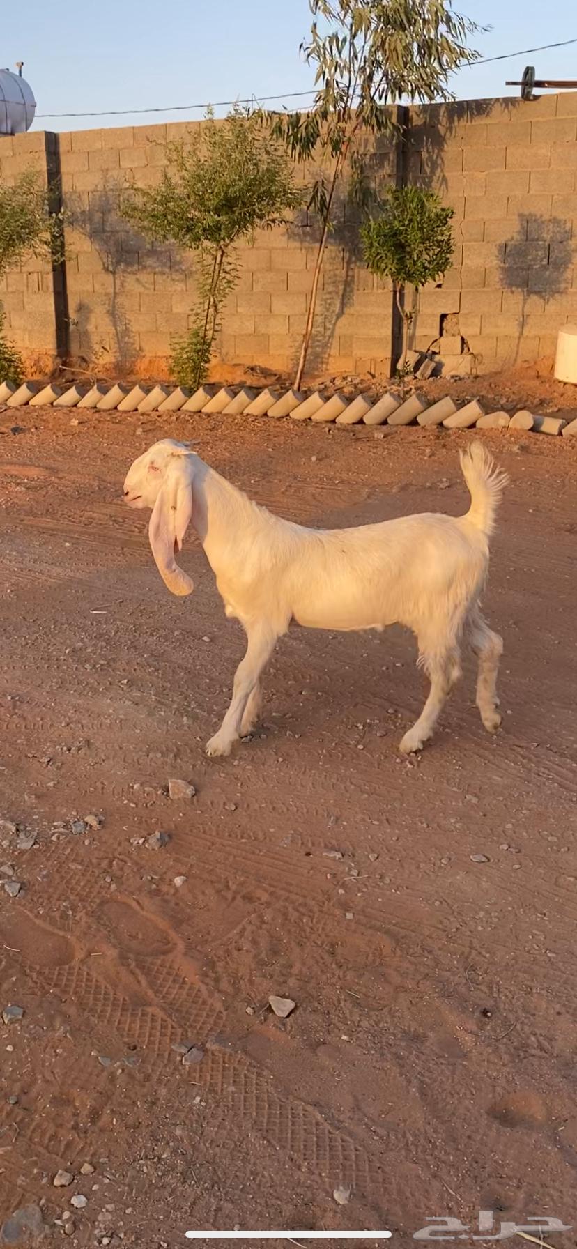 جفره مقنوي طيبه تم البيع64421026676994111