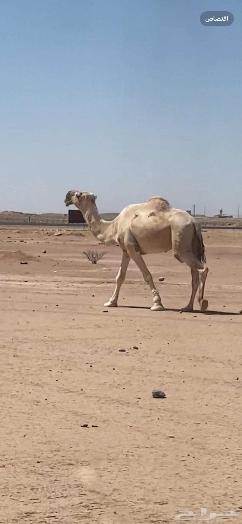 A male camel, a she-camel, and a red male camel, a brown male camel, and a spreader64423971326595111