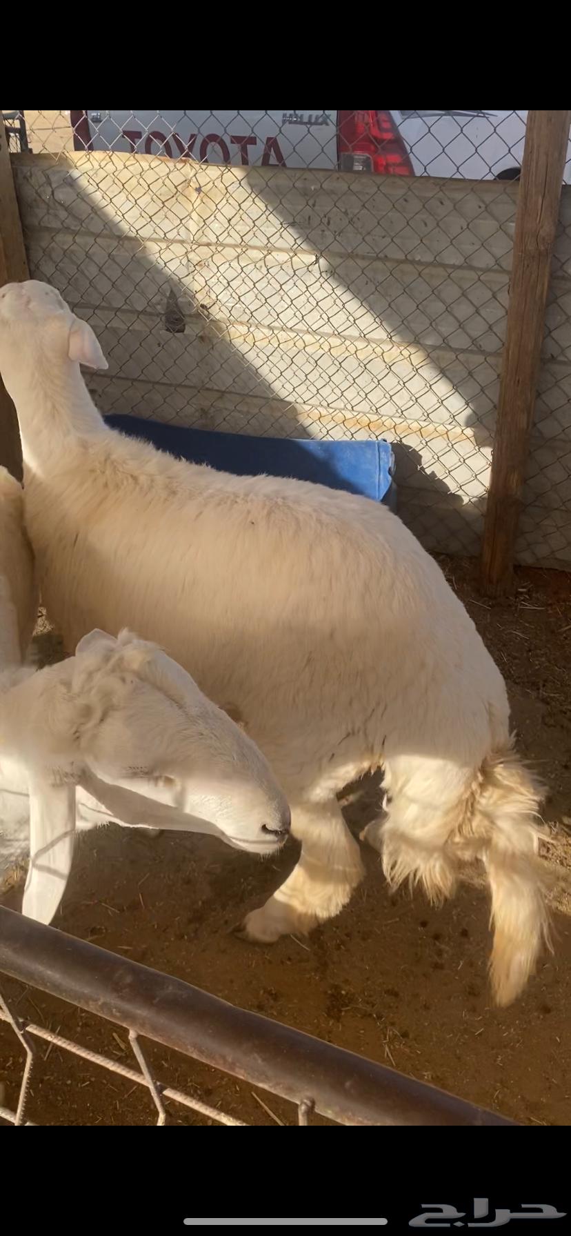 كناور حري64424293748737111