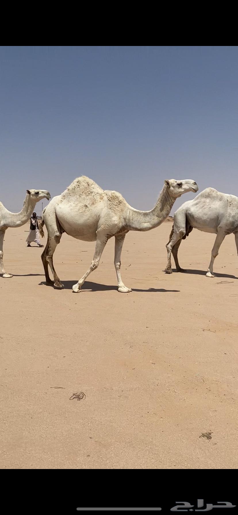 A male camel, a she-camel, and a red male camel, a brown male camel, and a spreader64423971326595110