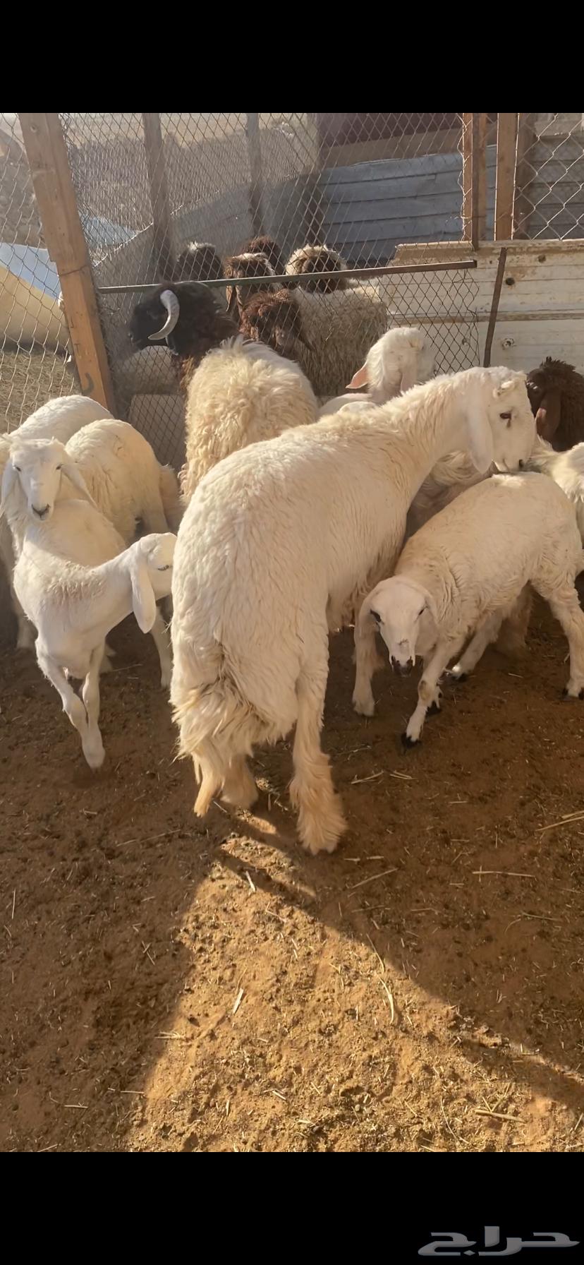 كناور حري64424293748737110