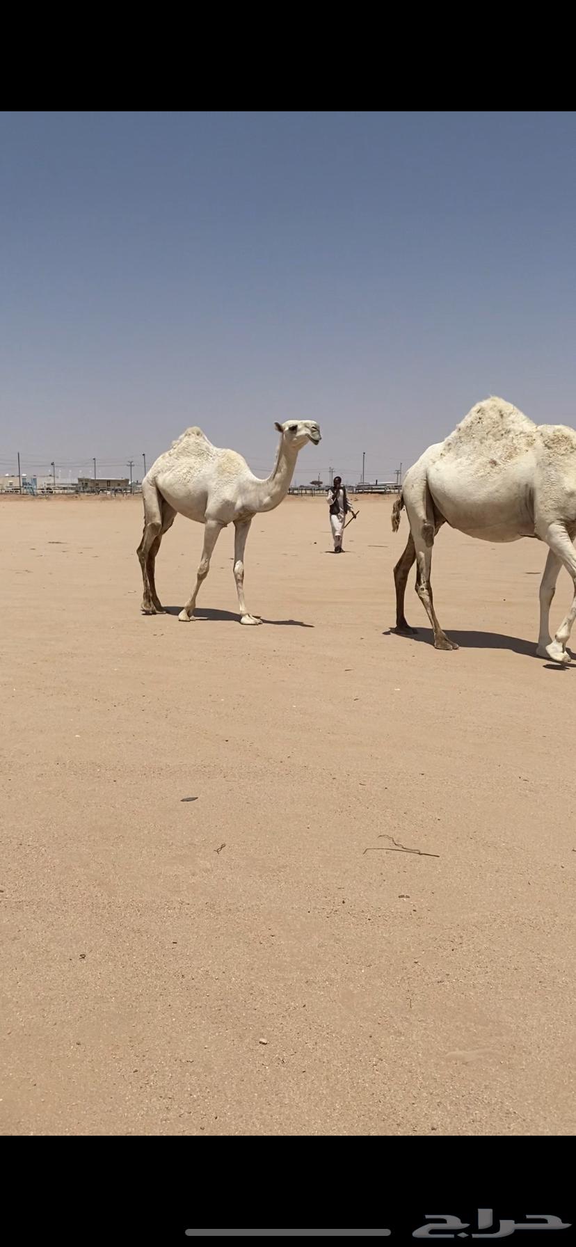 A male camel, a she-camel, and a red male camel, a brown male camel, and a spreader64423971326595114