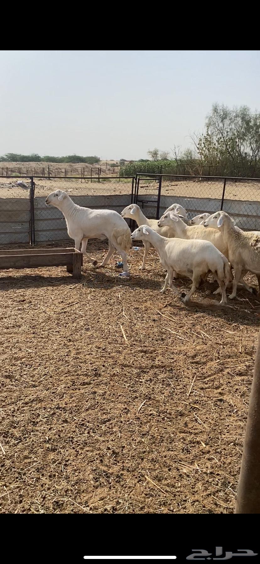 Sheep with its ram.64421418617218110