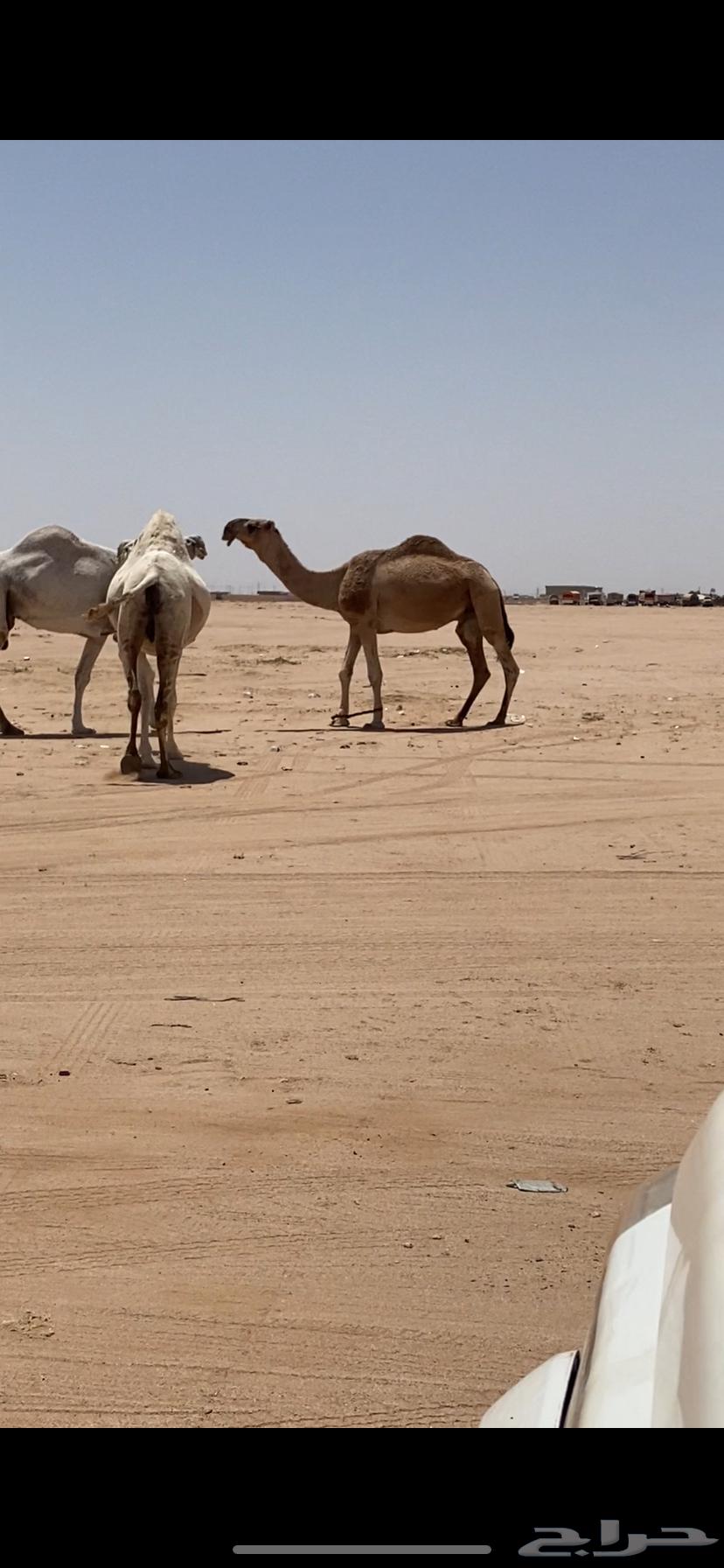 A male camel, a she-camel, and a red male camel, a brown male camel, and a spreader64423971326595113
