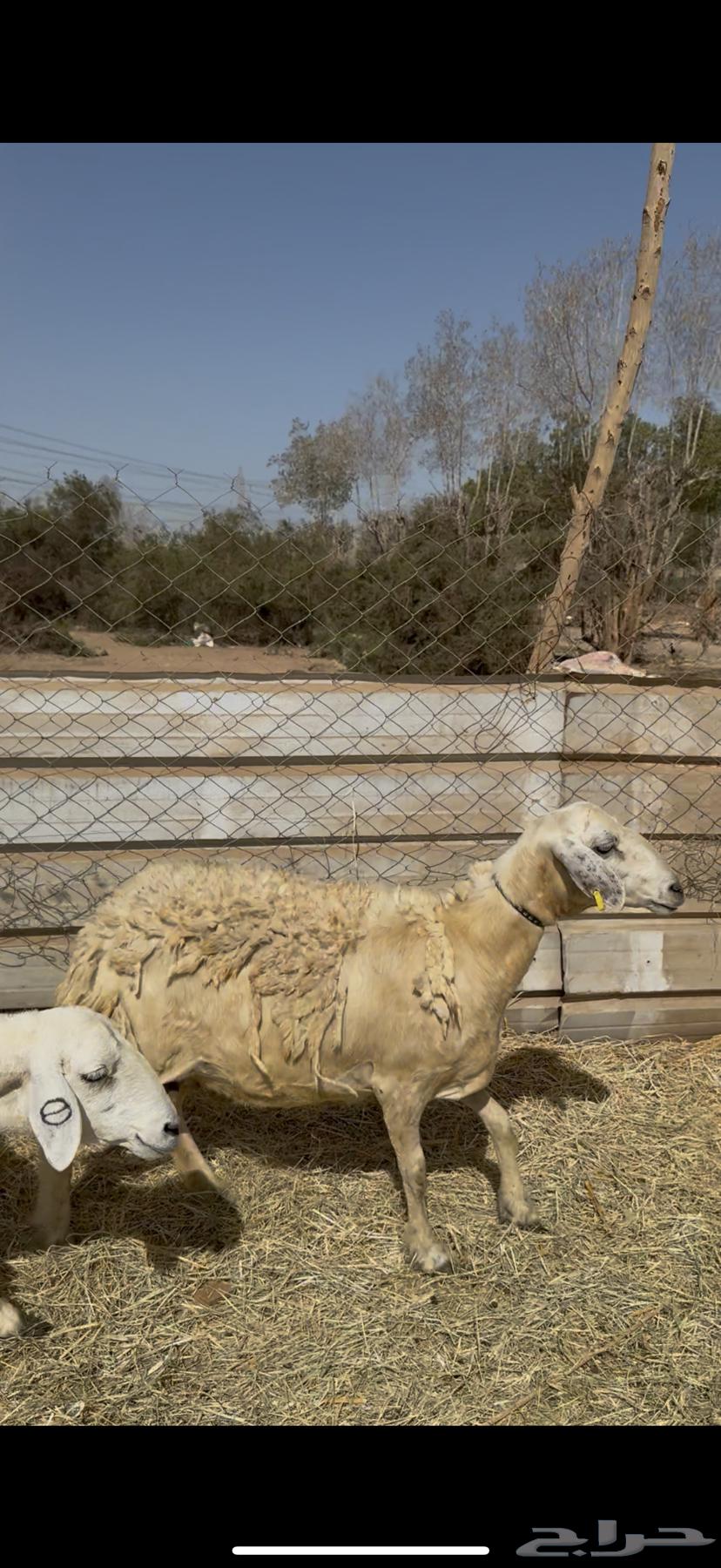 17 ضان حريات ولد ودفيع مراح واحد كفوو ع 710(( تم البيع ))64421174336385110