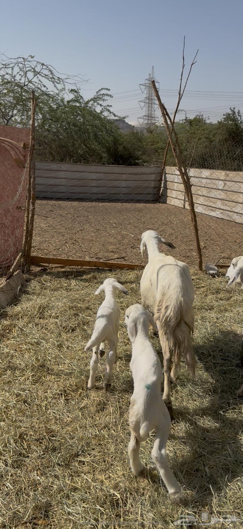 17 ضان حريات ولد ودفيع مراح واحد كفوو ع 710(( تم البيع ))64421174336385114