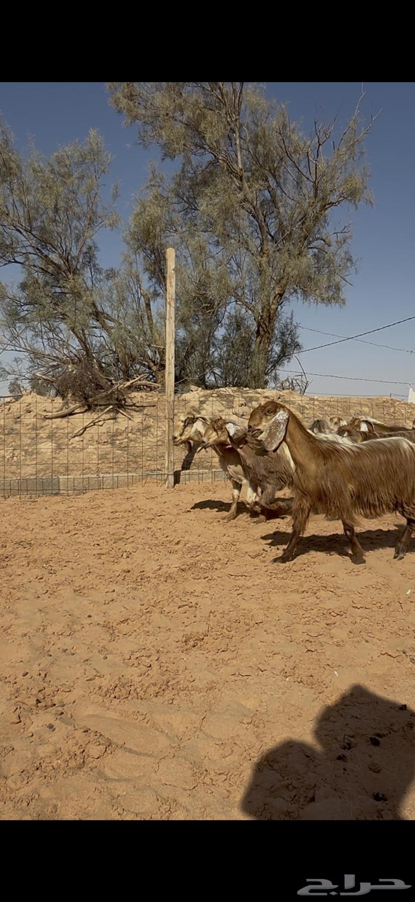 Goat offer, zero condition, paid installment64424199261443113