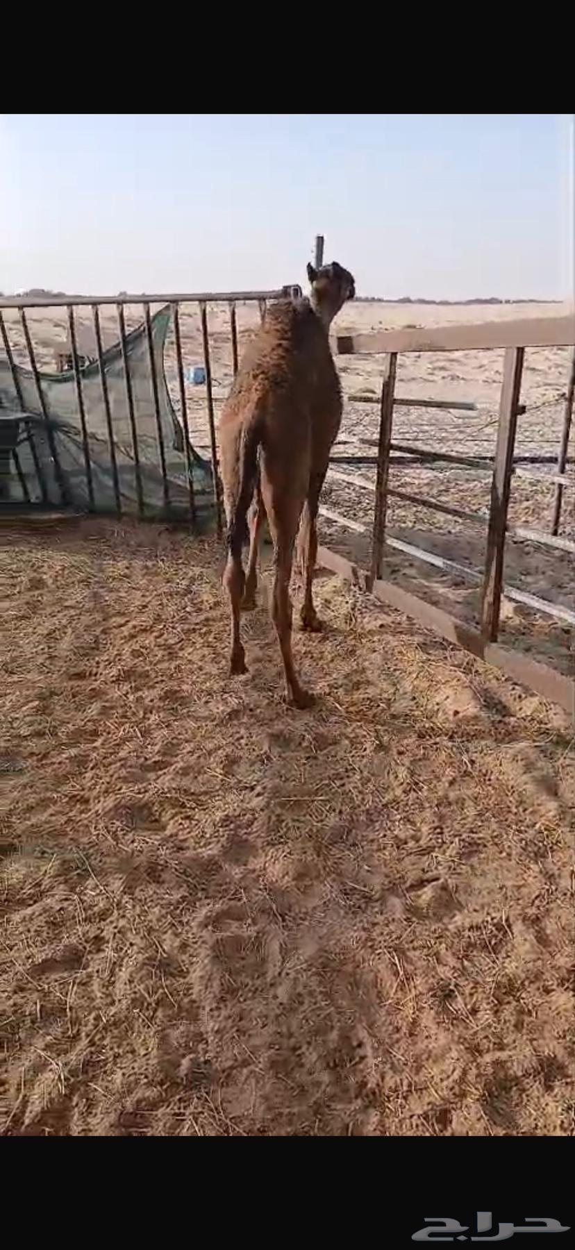 حاشي لباني64423102713729111