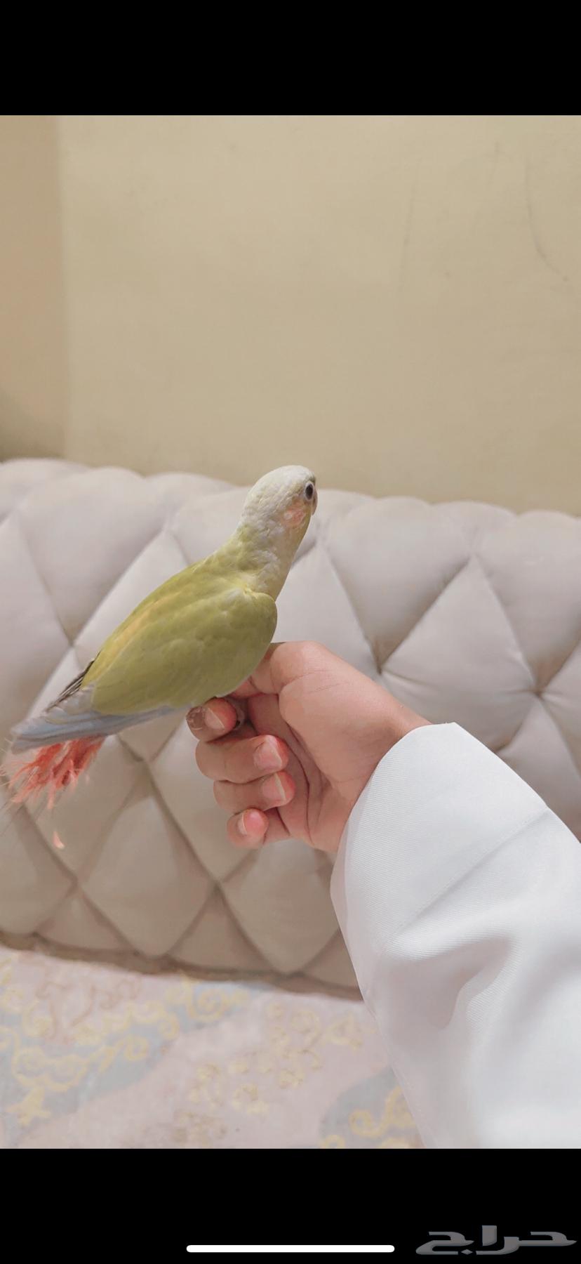 ببغاء64423118903809113