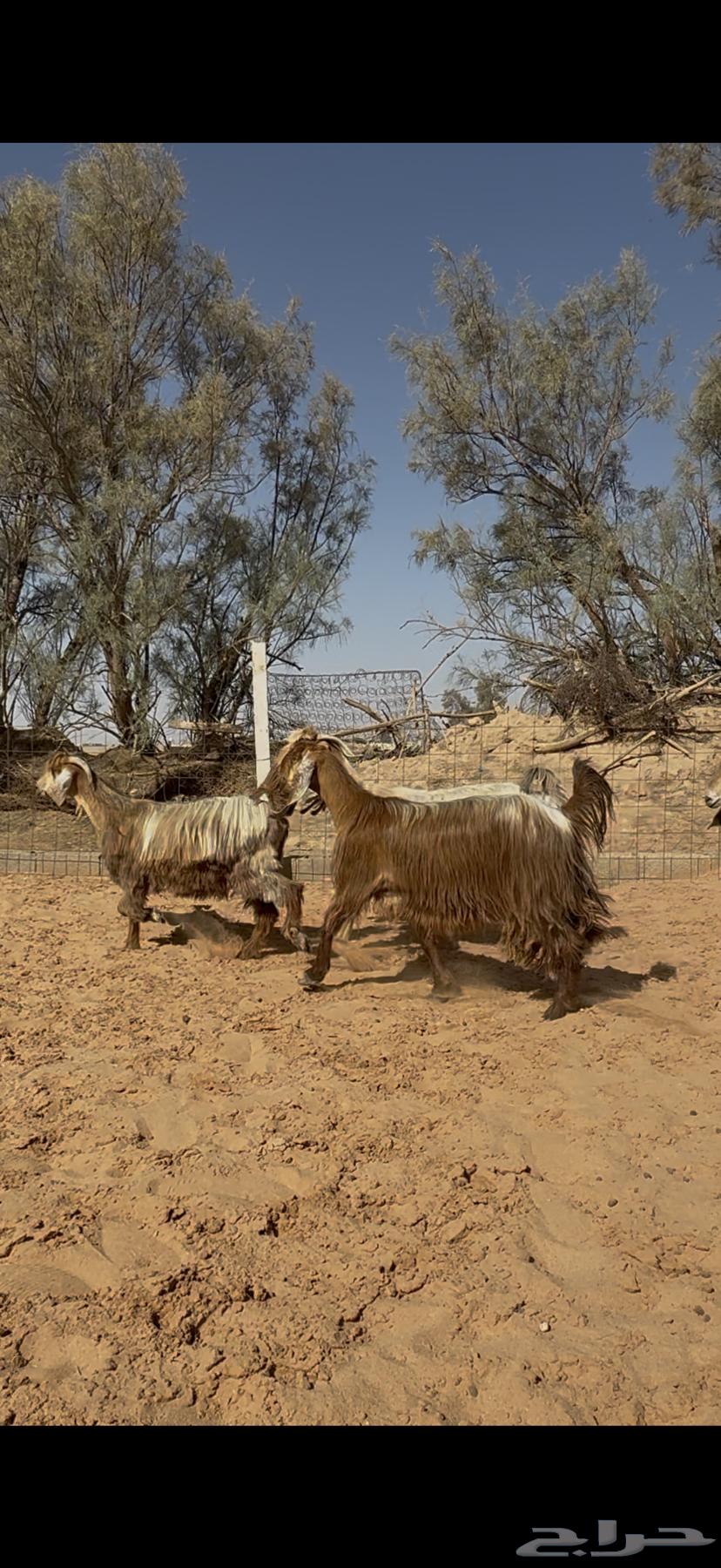 Goat offer, zero condition, paid installment64424199261443112