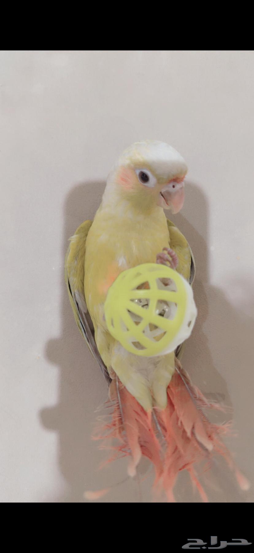ببغاء64423118903809110