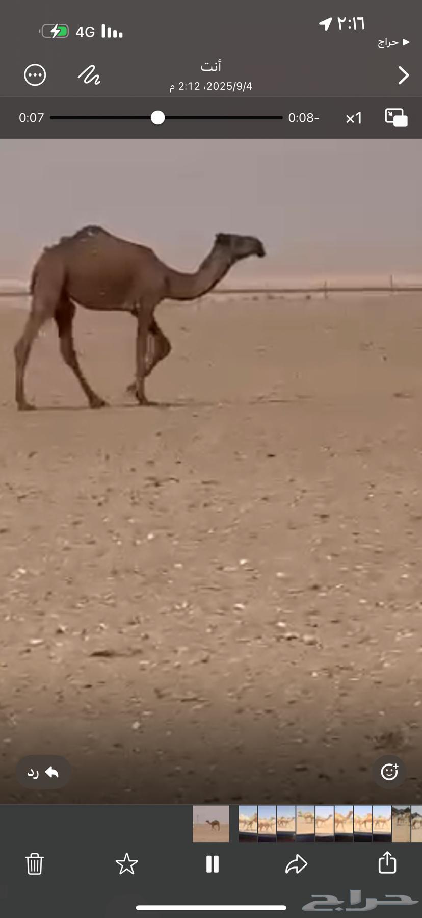 مفرودة باتليه64422435078659110