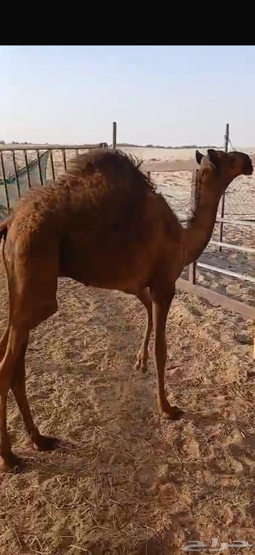 حاشي لباني64423102713729110