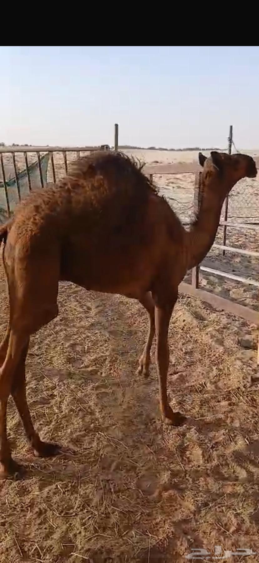 حاشي لباني64423102713729112