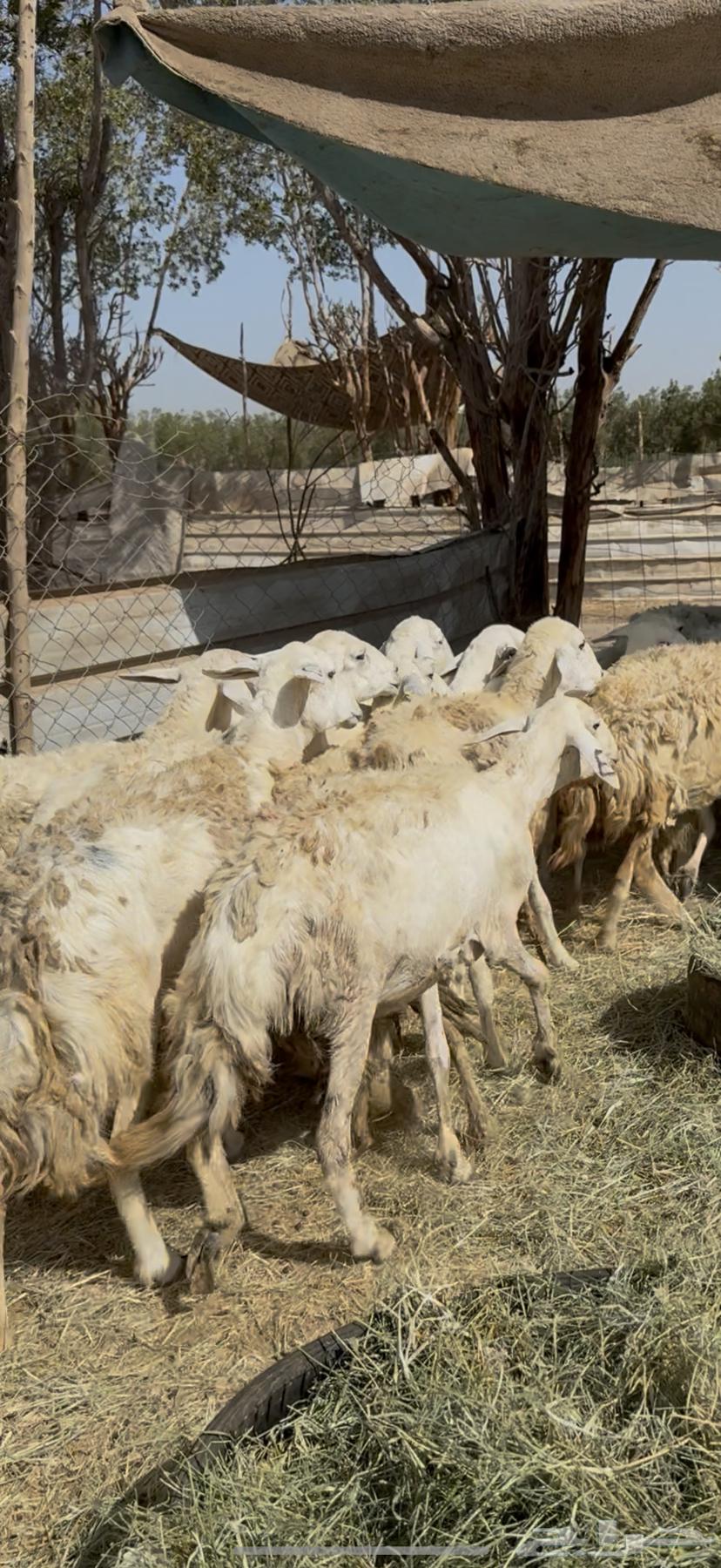 17 ضان حريات ولد ودفيع مراح واحد كفوو ع 710(( تم البيع ))64421174336385112