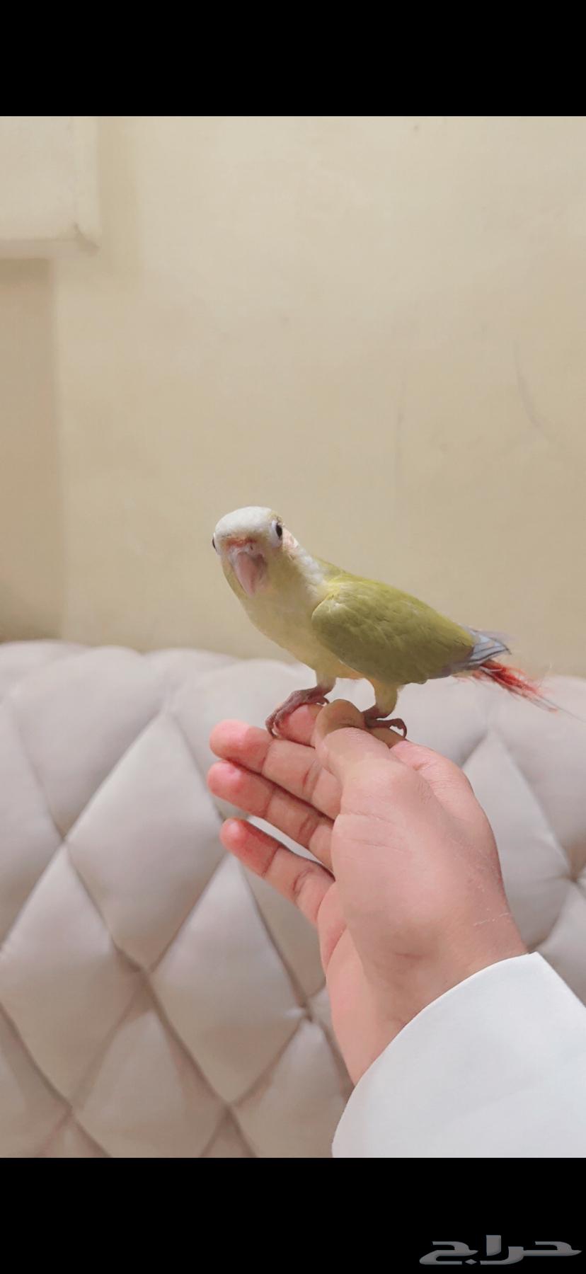 ببغاء64423118903809112