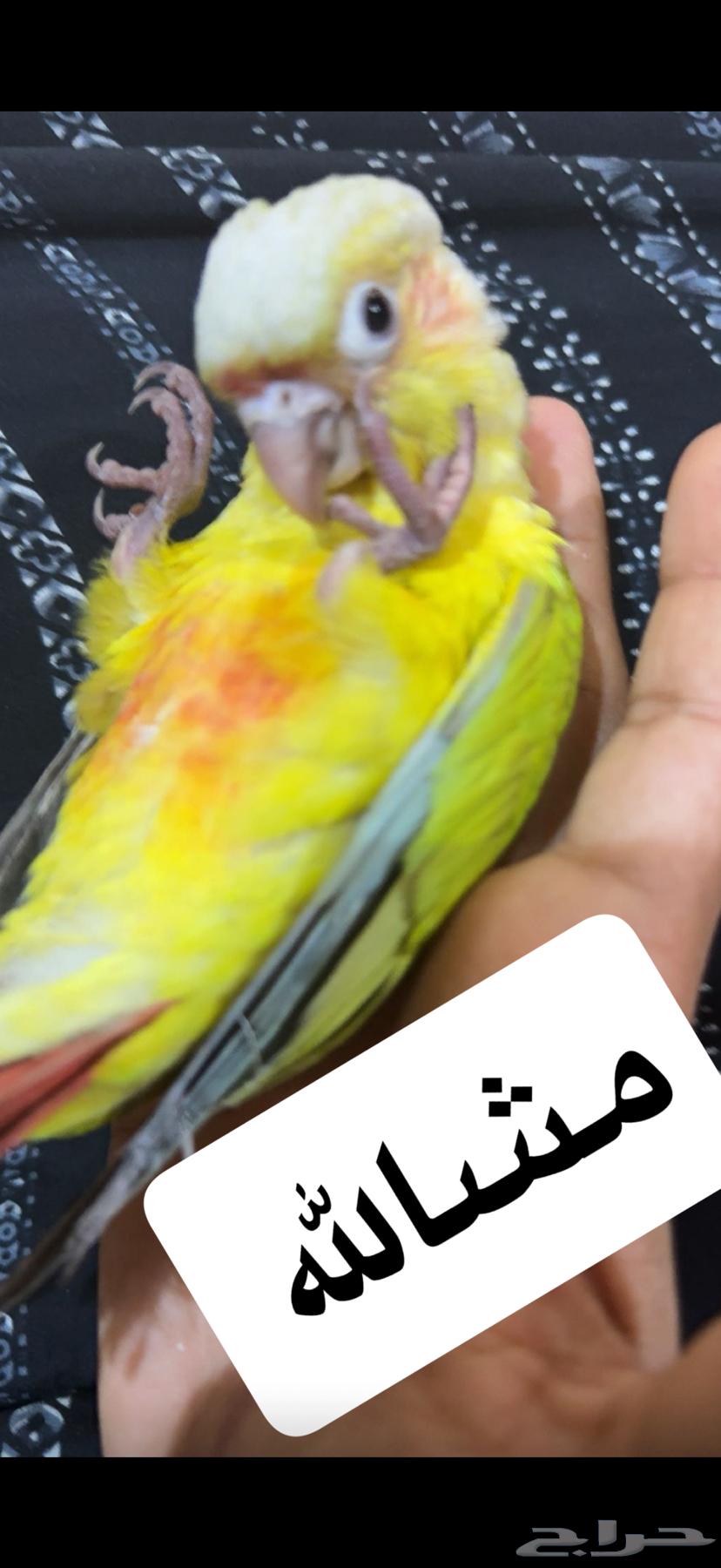 ببغاء64423118903809111