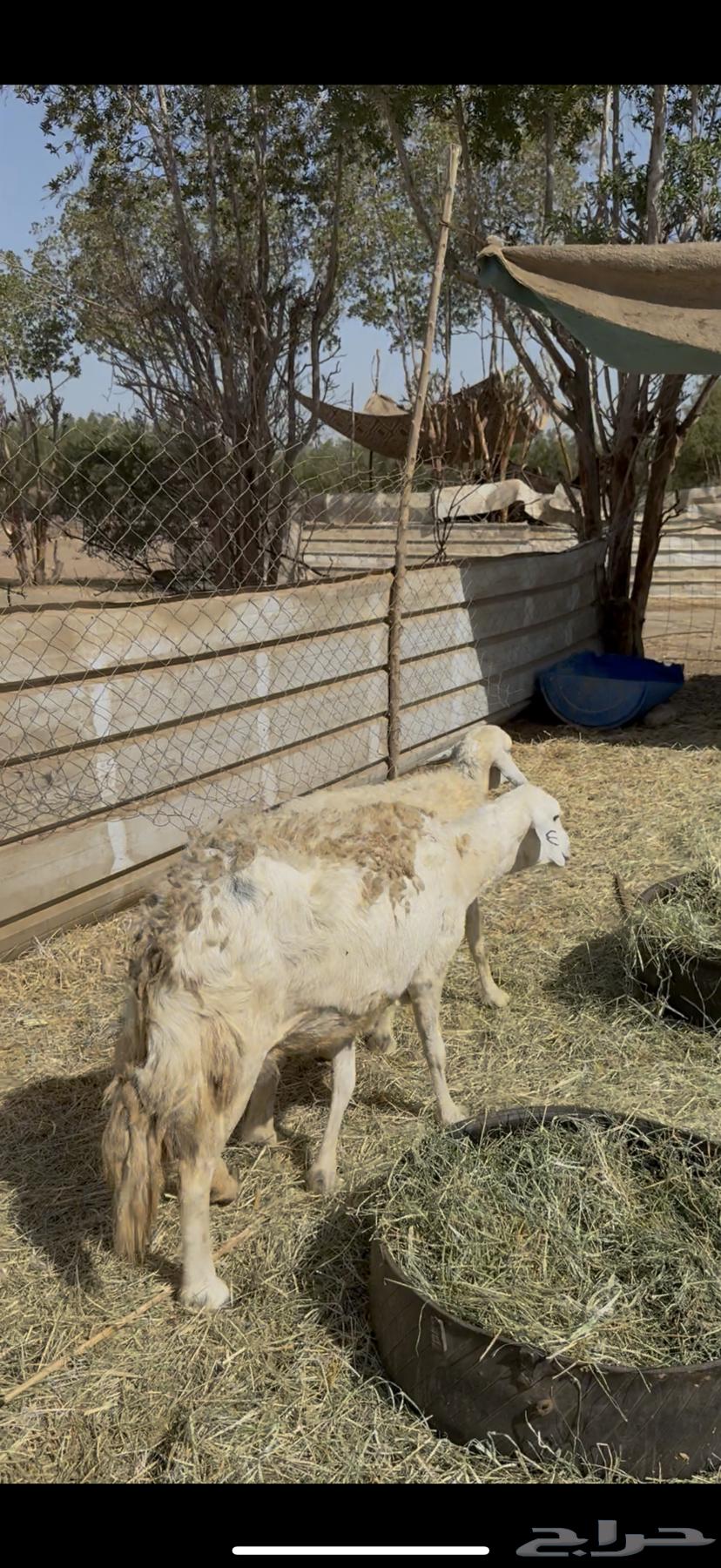 17 ضان حريات ولد ودفيع مراح واحد كفوو ع 710(( تم البيع ))64421174336385111