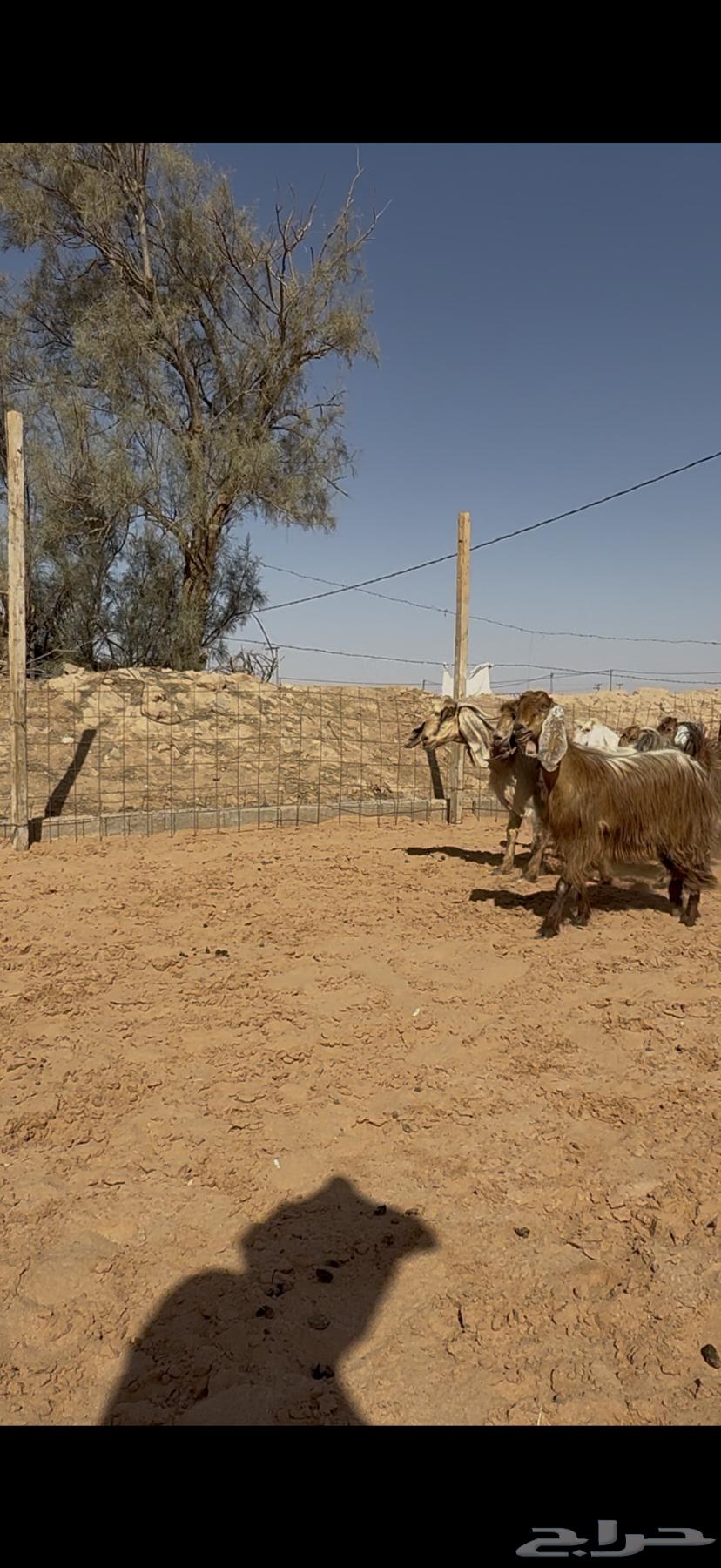 Goat offer, zero condition, paid installment64424199261443114