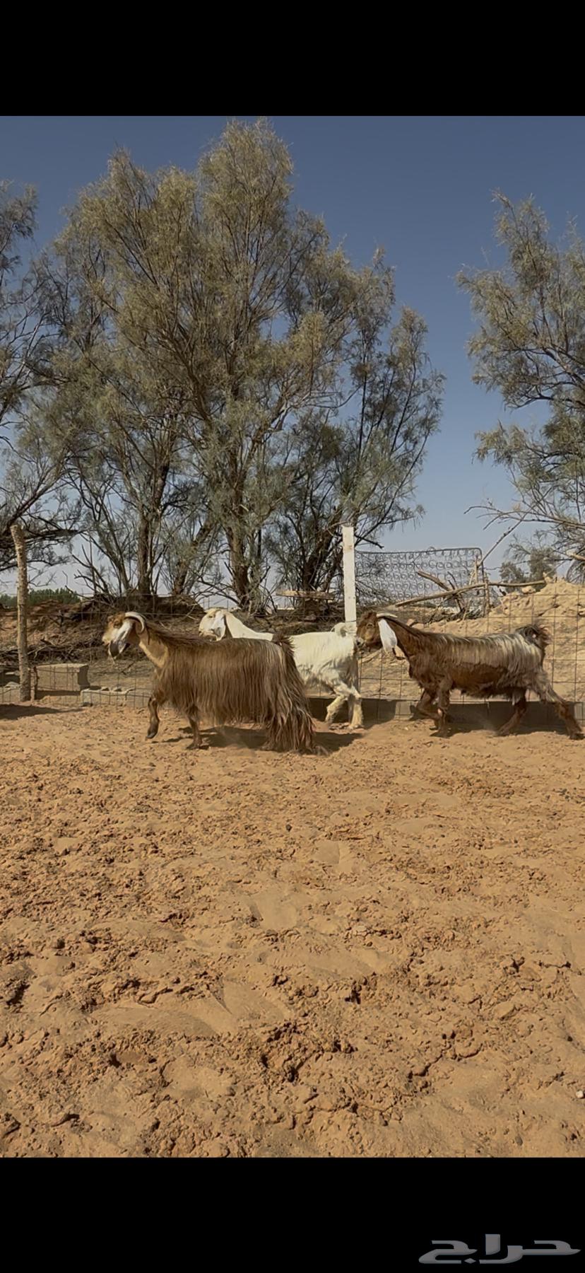 Goat offer, zero condition, paid installment64424199261443110