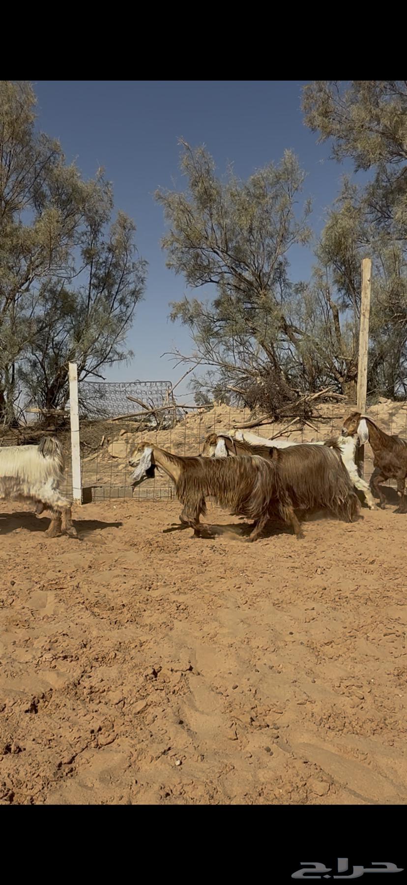 Goat offer, zero condition, paid installment64424199261443111