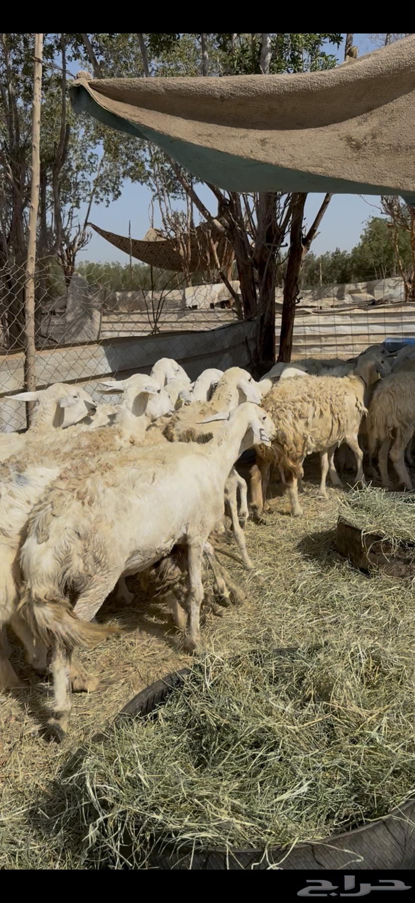 17 ضان حريات ولد ودفيع مراح واحد كفوو ع 710(( تم البيع ))64421174336385113