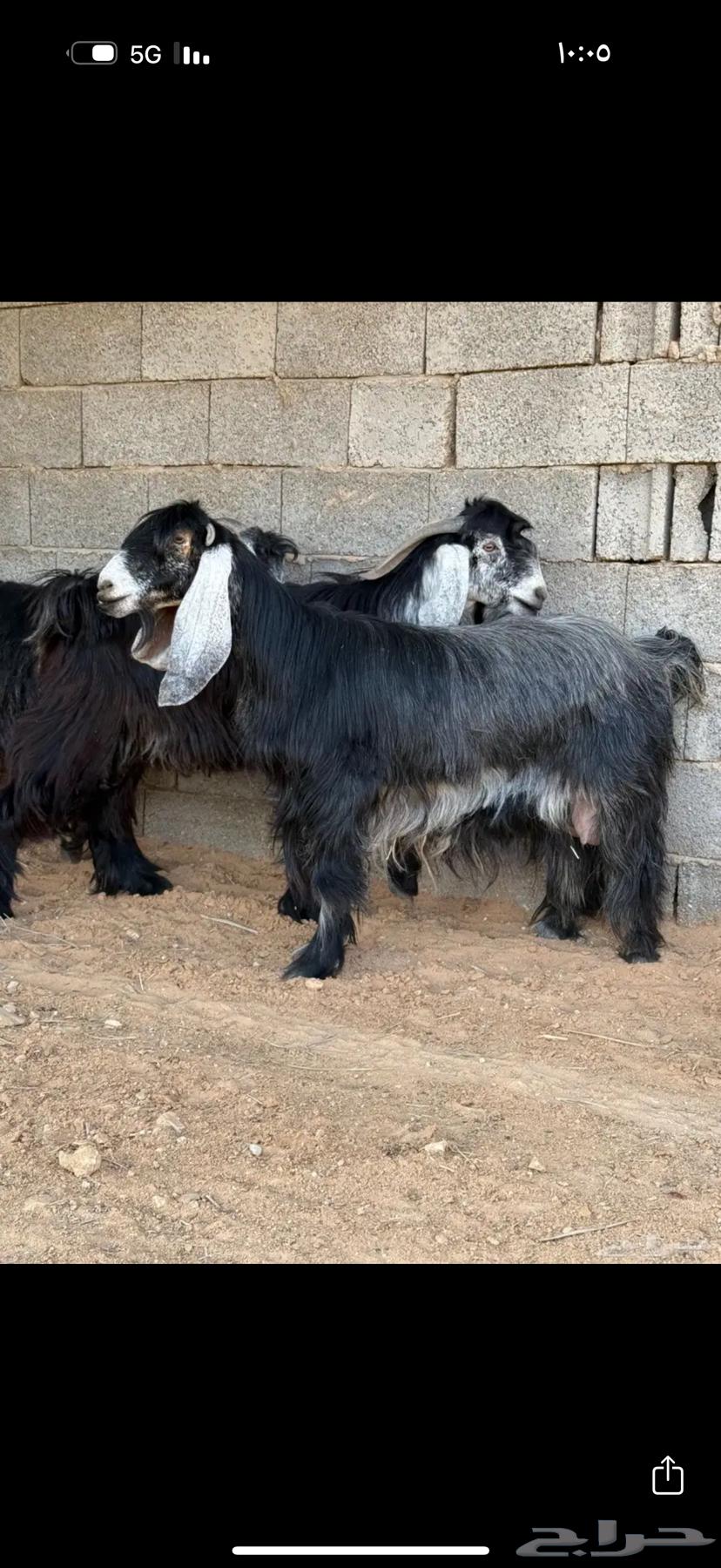 عنز عاارضيه دافع64402378002305111